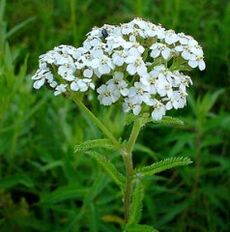 Yarrow artroosi jaoks